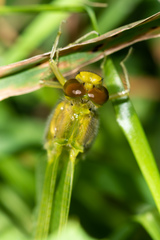 Libellulidae