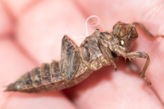 Libellulidae