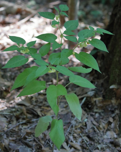 Image of Calliphysalis carpenteri by (c) Lauren McLaurin, some rights reserved (CC BY)