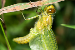 Libellulidae