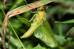 Libellulidae