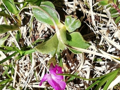 Primula integrifolia