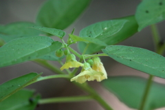 Calliphysalis carpenteri