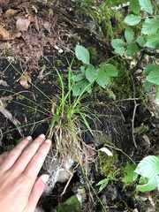 Carex digitata