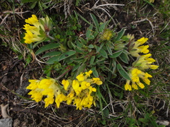 Anthyllis vulneraria alpestris