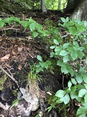 Carex digitata