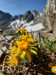 Packera werneriifolia