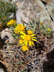 Packera werneriifolia