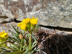 Packera werneriifolia