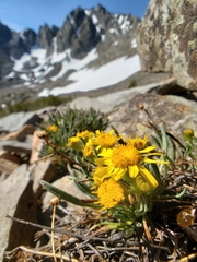 Packera werneriifolia