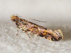 Aristotelia rubidella