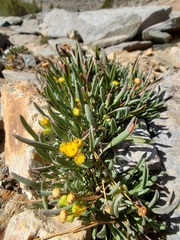 Packera werneriifolia