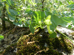 Aristolochia paucinervis