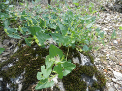Aristolochia paucinervis