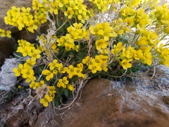 Draba lemmonii