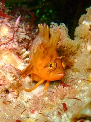 Heteroclinus wilsoni