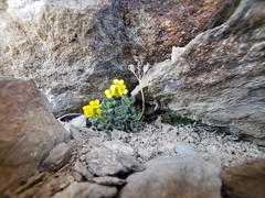 Draba lemmonii