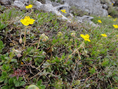 Image of Alpine Rock-Rose (Helianthemum alpestre) by (c) Christian Berg, some rights reserved (CC BY)