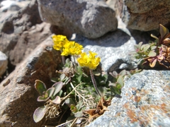 Draba lemmonii