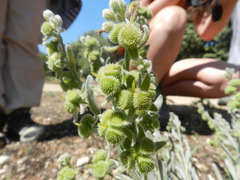 Cynoglossum cheirifolium