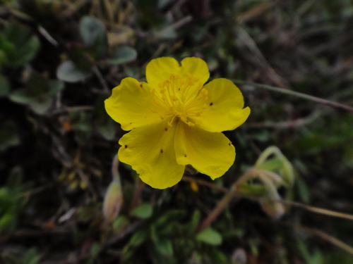 Image of Alpine Rock-Rose (Helianthemum alpestre) by (c) Christian Berg, some rights reserved (CC BY)