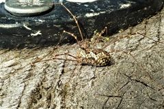 Megabunus diadema