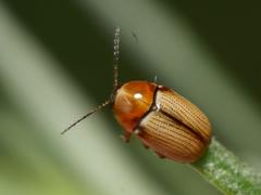 Cryptocephalus fulvus