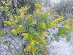 Euphorbia serrata