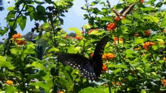 Papilio menatius victorinus