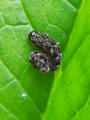 Tenthredo bipunctula