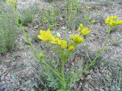 Haplophyllum linifolium