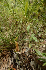 Nepenthes philippinensis