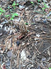 Morchella tridentina