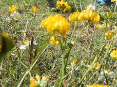 Hippocrepis