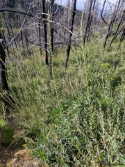 Sairocarpus virga