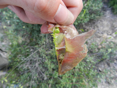 Iolana debilitata
