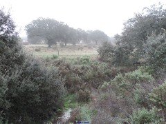 Cistus monspeliensis