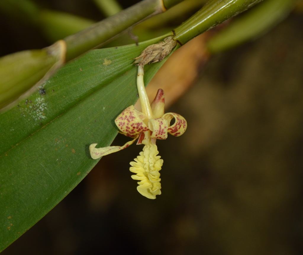 Dendrobium plicatile Lindl.
