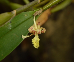 Dendrobium plicatile