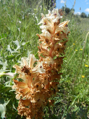 Orobanche amethystea