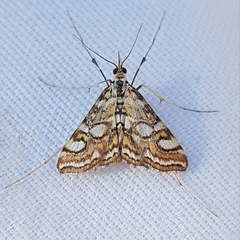 Elophila ekthlipsis