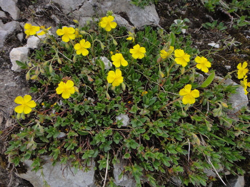 Image of Helianthemum alpestre by (c) Christian Berg, some rights reserved (CC BY)