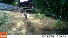 Urocyon cinereoargenteus