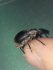 Liophloeus tessulatus