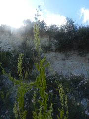 Reseda stricta