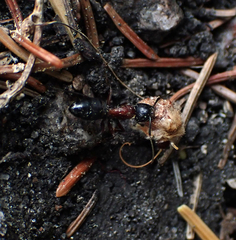 Camponotus novaeboracensis