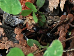 Camponotus novaeboracensis