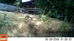 Urocyon cinereoargenteus