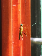 Ptecticus testaceus
