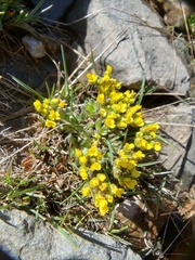 Draba lemmonii